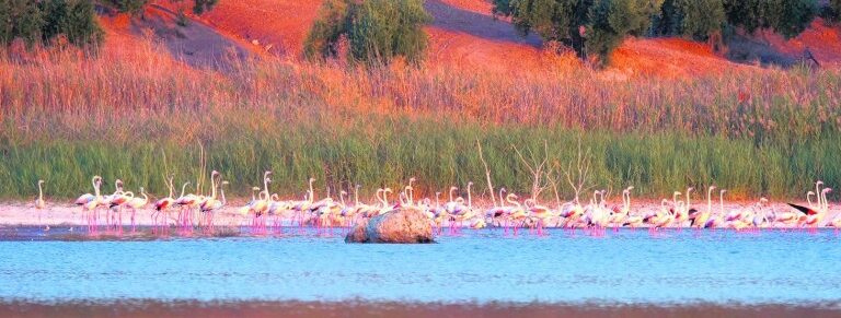 Flamencos en la laguna Honda de Alcaudete